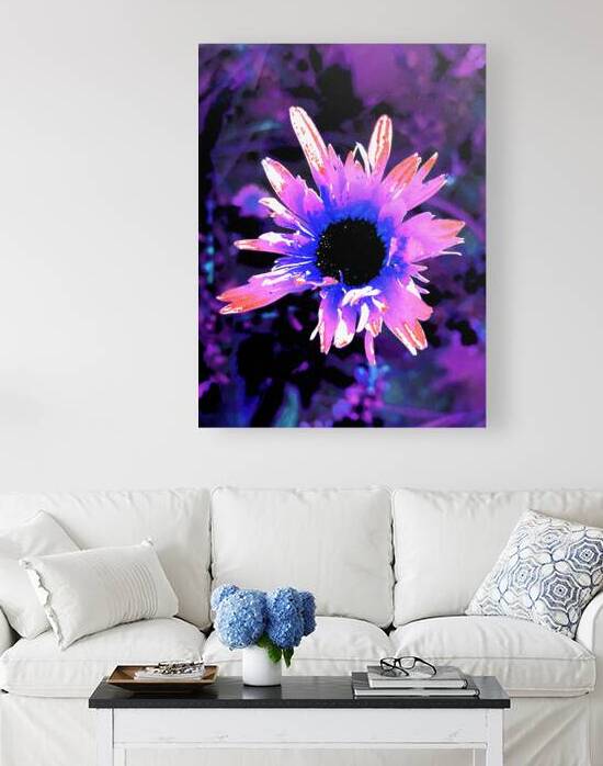 Abstract Pink and Purple Daisy Flower on a Dark Background by Catriona Roberts Nature Photography and Designs