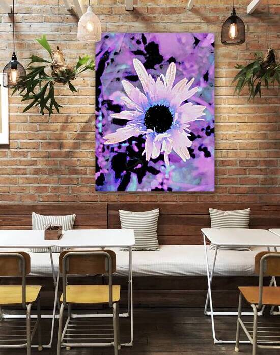 Abstract Surreal Contrasting Daisy Flower by Catriona Roberts Nature Photography and Designs