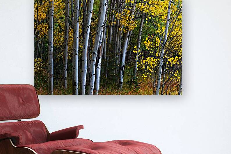 Roosevelt National Forest Wilderness Wonderland by Bo Insogna