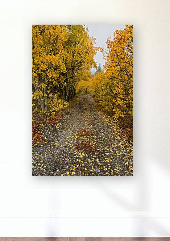 Inviting Autumn Hiking Trail by Bo Insogna