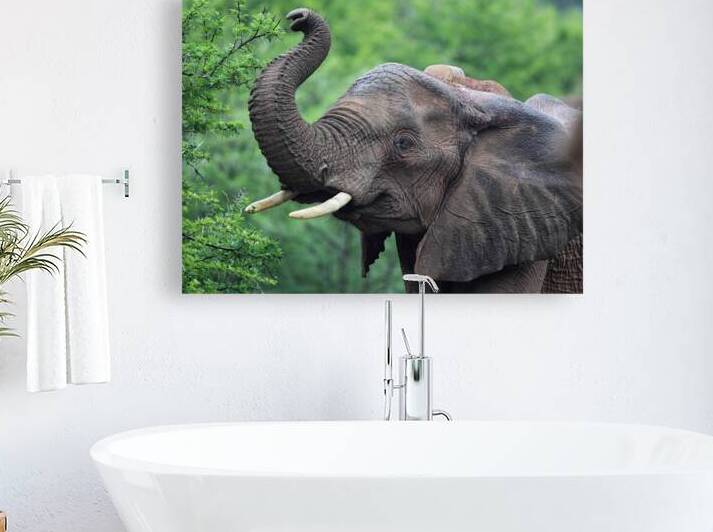 African Elephant Loxodonta africana by DirkR