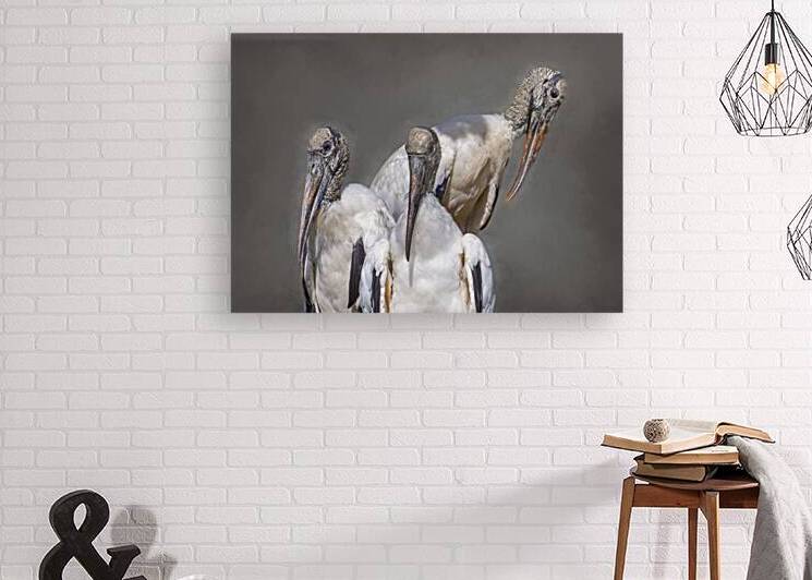 Three Wood Storks Portrait by Norma Brandsberg Photography