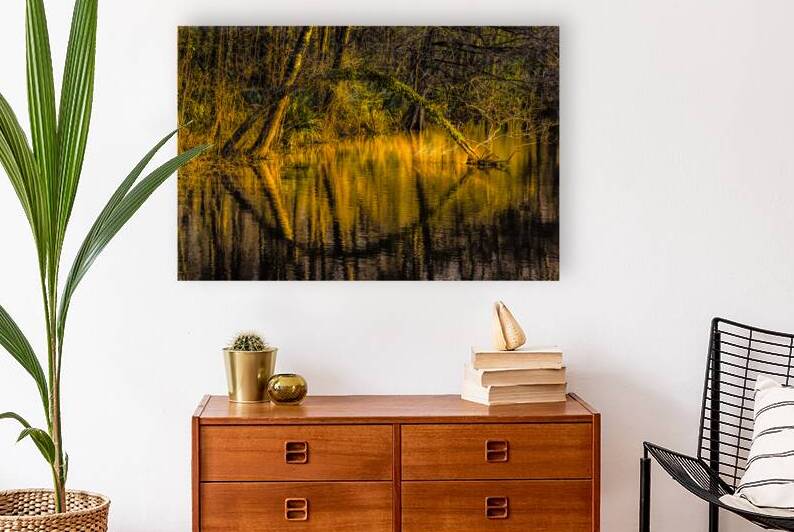 Louisiana Cypress Mirror Reflections by Norma Brandsberg Photography