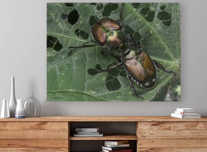 11537 Japenese Beetles by John Gilsenan 