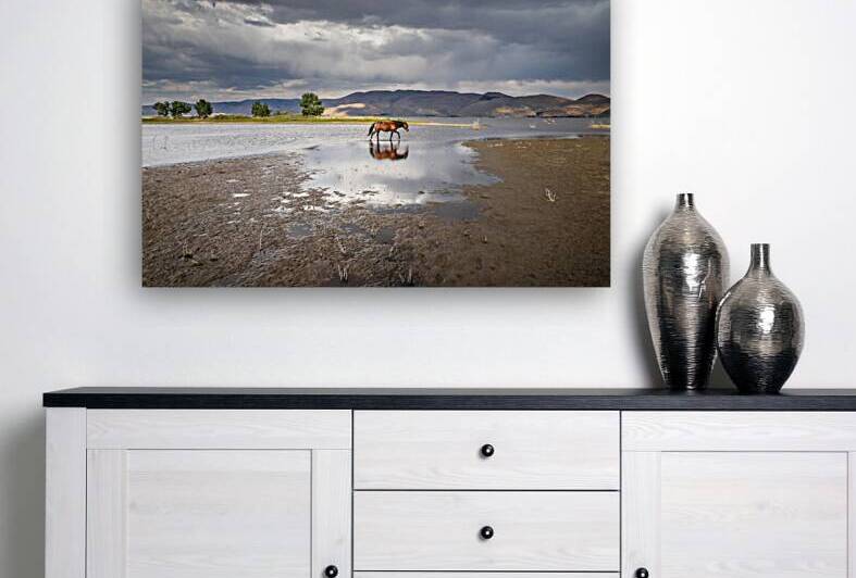 Lonely Solo Wild Horse by Evan Petty Photography