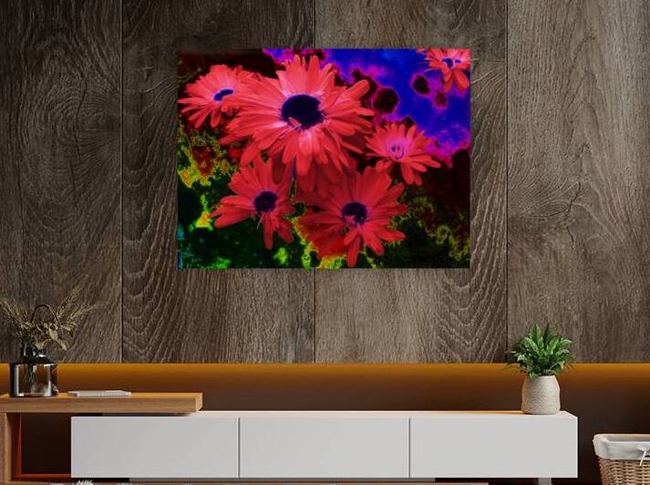 Abstract Red Daises by Catriona Roberts Nature Photography and Designs