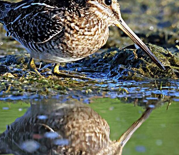 Wilsons Snipe 1 by Steve Gass