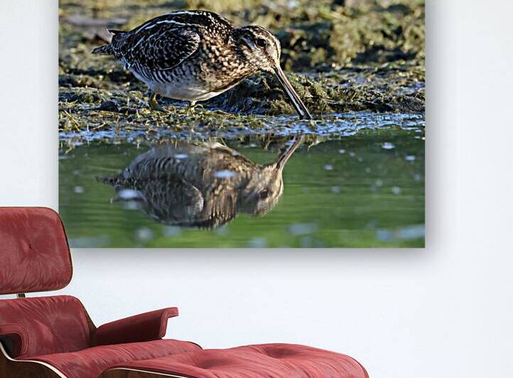 Wilsons Snipe 2 by Steve Gass