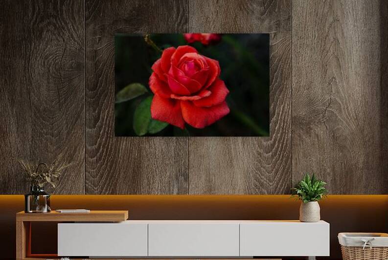 Rose Almost Perfect  PF04579 Recovered copy by JMWolinsky Photography