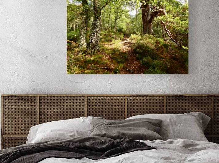 A Walk Through the Scottish Highlands  by Catriona Roberts Nature Photography and Designs