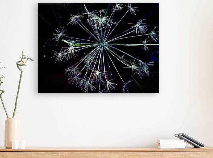 Angelica in the Evening  by Catriona Roberts Nature Photography and Designs