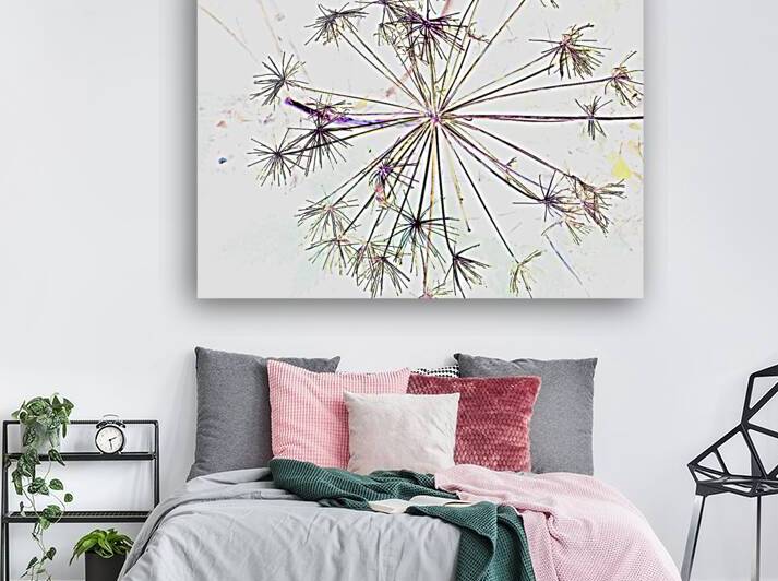 Angelica in the Morning  by Catriona Roberts Nature Photography and Designs