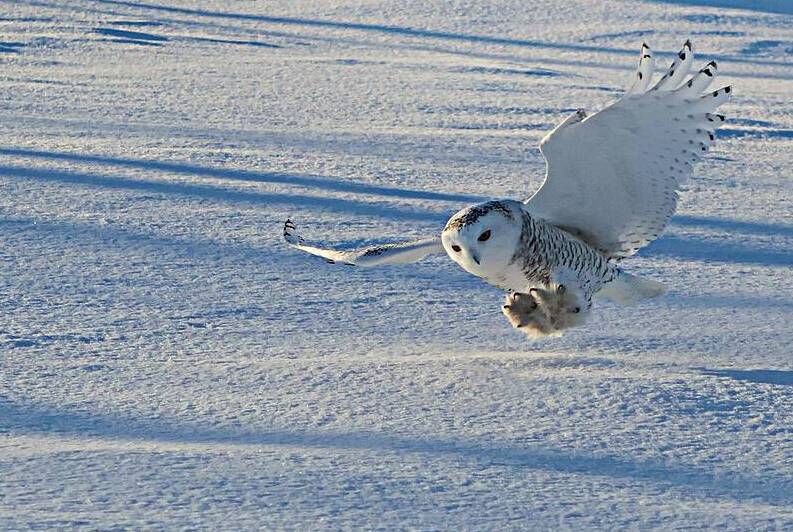 17 108 - Harfang des neiges by Martin Bernier