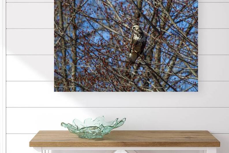 17 149 Buse by Martin Bernier