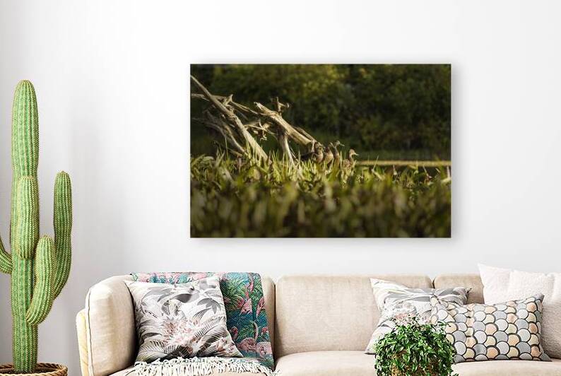 17 141 Canards by Martin Bernier