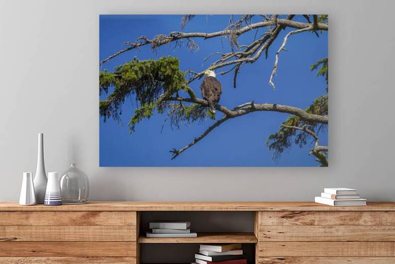 17 148 Aigle pygargue a tete blanche by Martin Bernier