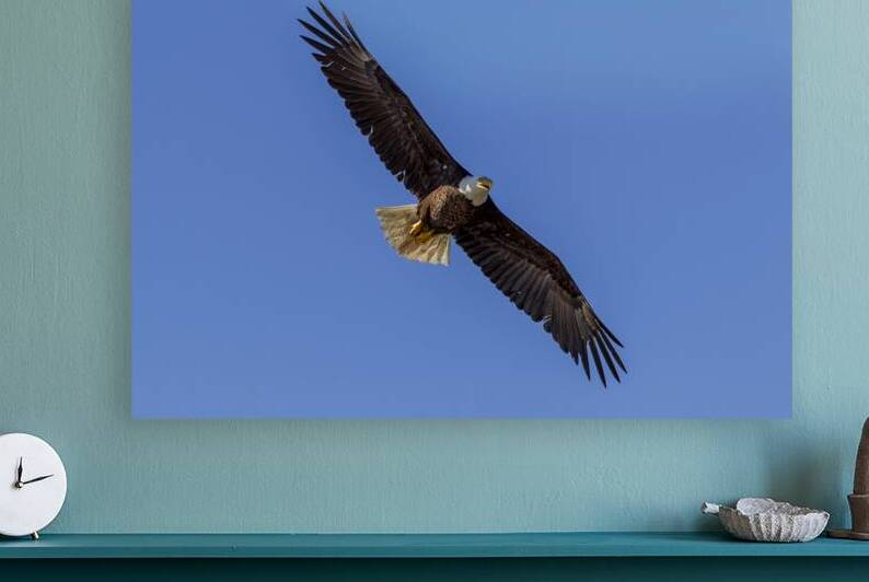 17 147 Aigle pygargue a tete blanche by Martin Bernier