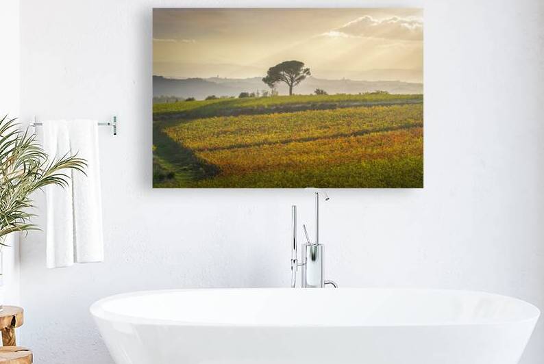 Stone pine and vineyards of Chianti by Stefano Orazzini