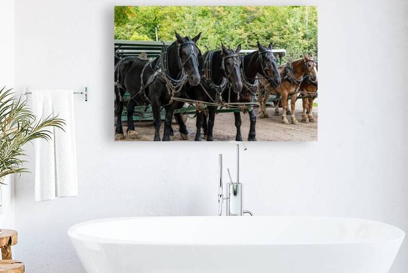 Teams of Horses by Pisarek Photography