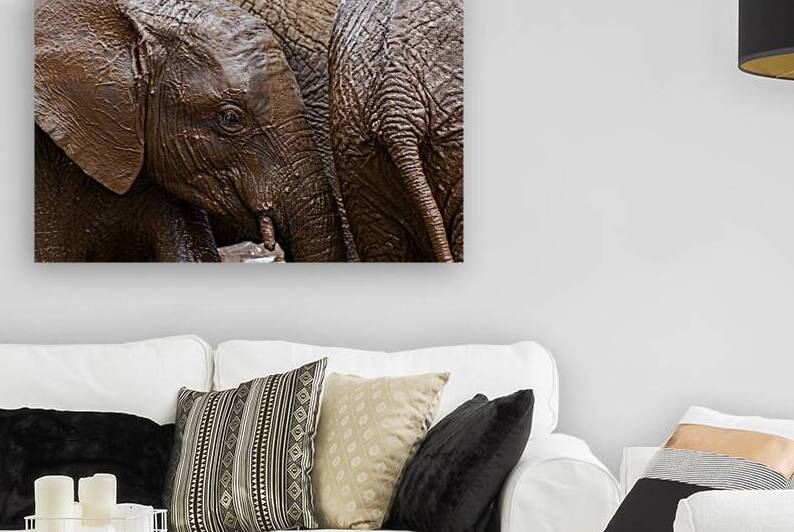 Orphaned elephants rehab center Sheldrick wildlife by Randy Roy Photography