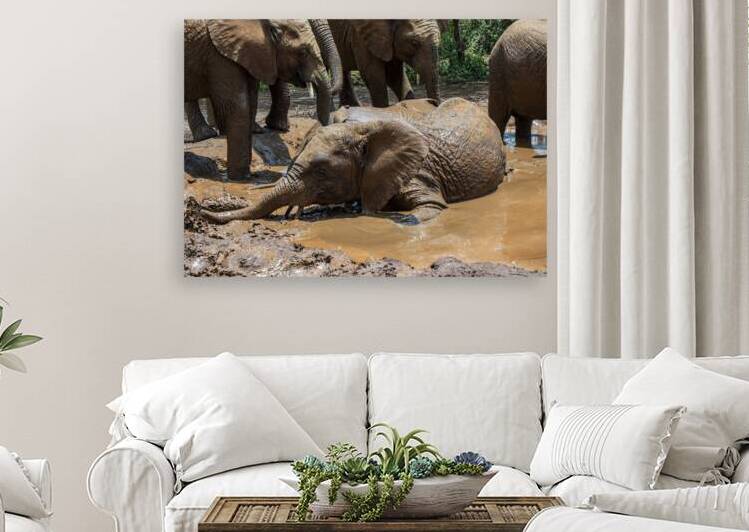 Orphaned elephants rehab center Sheldrick wildlife by Randy Roy Photography