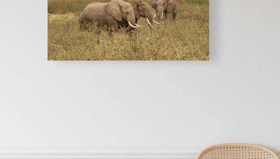 African Elephants Amboseli National Park Kenya by Randy Roy Photography