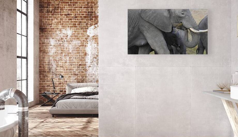 African grey elephants Amboseli National Park Kenya by Randy Roy Photography