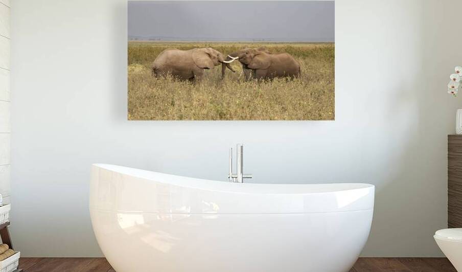 African elephant Amboseli National Park Kenya by Randy Roy Photography