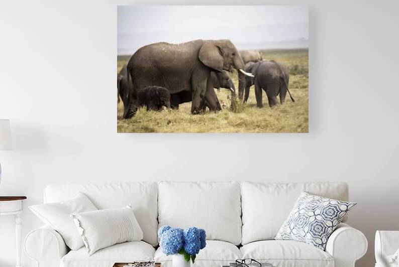 African elephants Amboseli National Park Kenya by Randy Roy Photography
