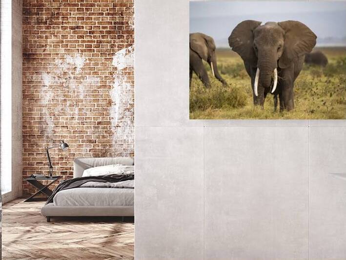 African elephant Amboseli National Park Kenya by Randy Roy Photography