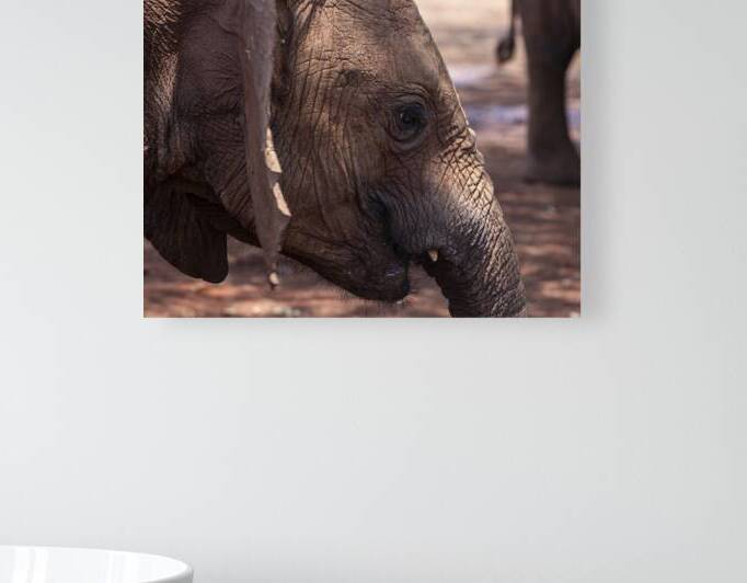 Orphaned elephants rehab center Sheldrick wildlife by Randy Roy Photography