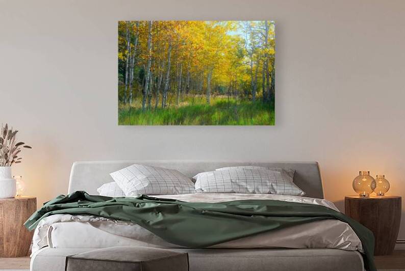 Golden Aspens & Green Dreams Natures Autumn Meadow by Bo Insogna