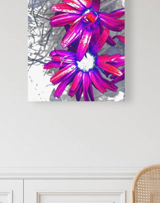 Abstract Daisy Flowers in Pink and Purples by Catriona Roberts Nature Photography and Designs
