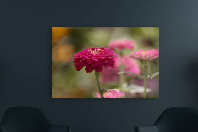Pink Zinnia I by Joan Han