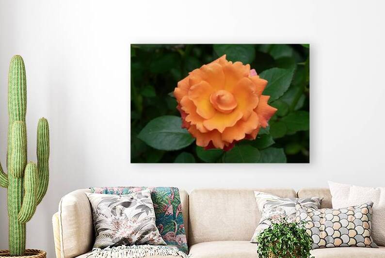 Orange Rose - Summer Garden Glow by Chad Meyer