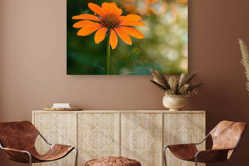 Orange Coneflower by Joan Han