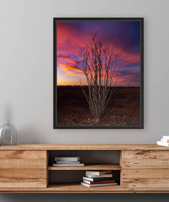 Vibrant Ocotillo at Sunset by Shallowshark