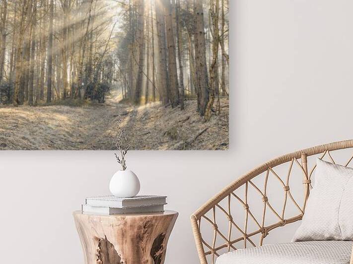 Sun Rays Painting the Forest by Assaf Frank