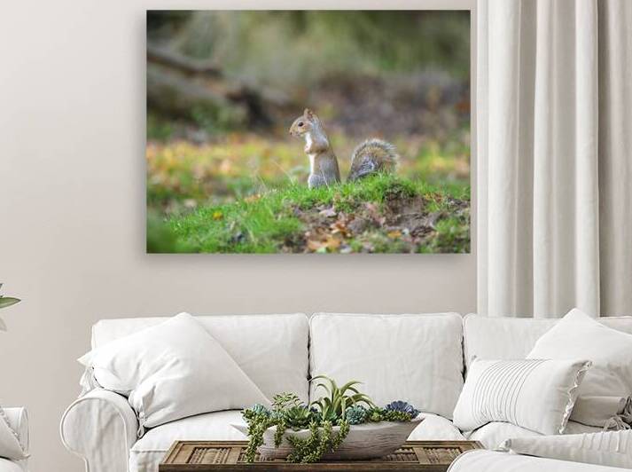 Whiskered Wanderer by Assaf Frank