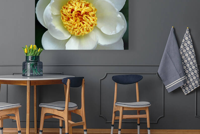 Classic White Peony by Deb Oppermann