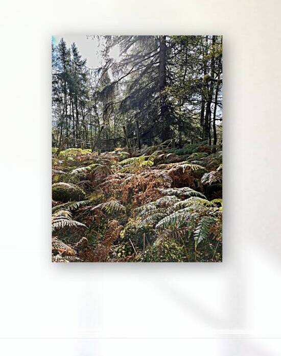 The Lush Pine Forest of the Scottish Highlands  by Catriona Roberts Nature Photography and Designs