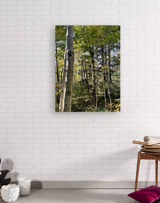 Autumns Sunlight in the Scottish Highlands by Catriona Roberts Nature Photography and Designs