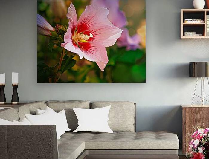 Pink Hibiscus by Joan Han