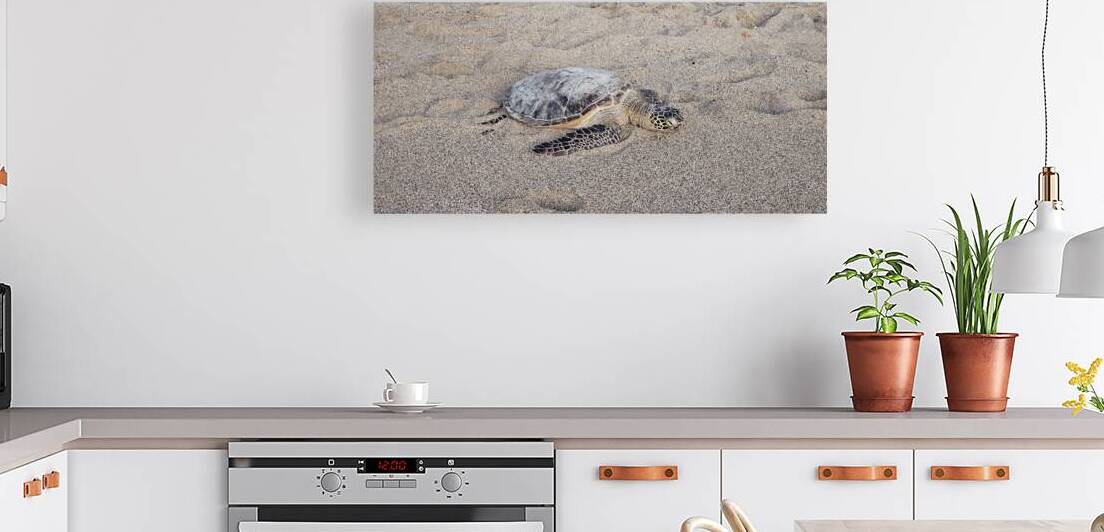 Turtle in the Sand by Jennifer Cisneros