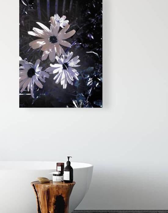 Abstract White Daises by Catriona Roberts Nature Photography and Designs