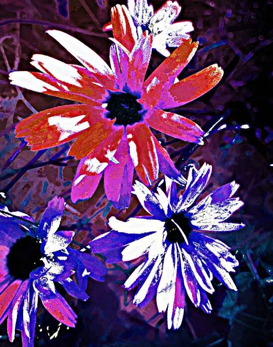 Abstract Vibrant Surreal Daisy Flowers by Catriona Roberts Nature Photography and Designs