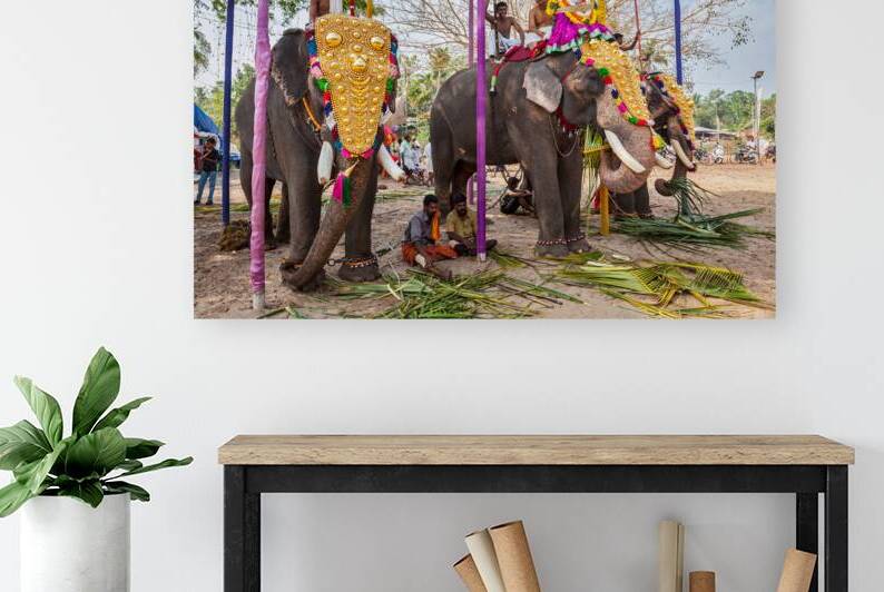 Decorated elephants with brahmins priests in Hindu temple at temple festival. by Dmitry Rukhlenko
