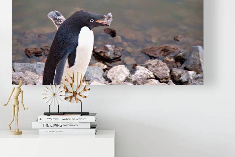 Adelie Penguin Carrying a Rock by Adel B Korkor