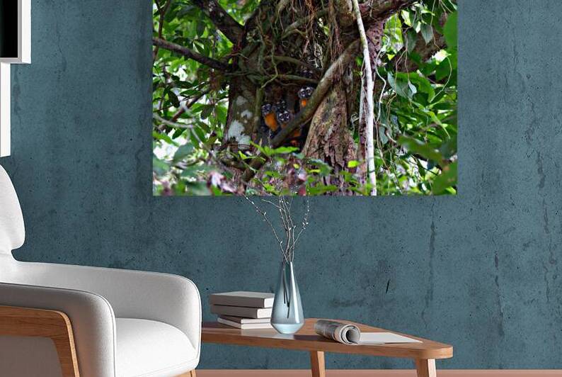 Owl Monkey Family in the Amazon by Adel B Korkor