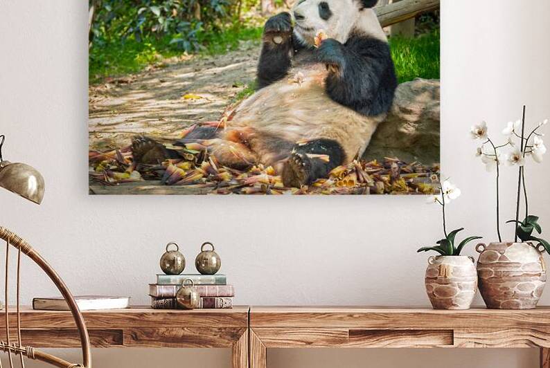 Giant panda bear in China by Dmitry Rukhlenko